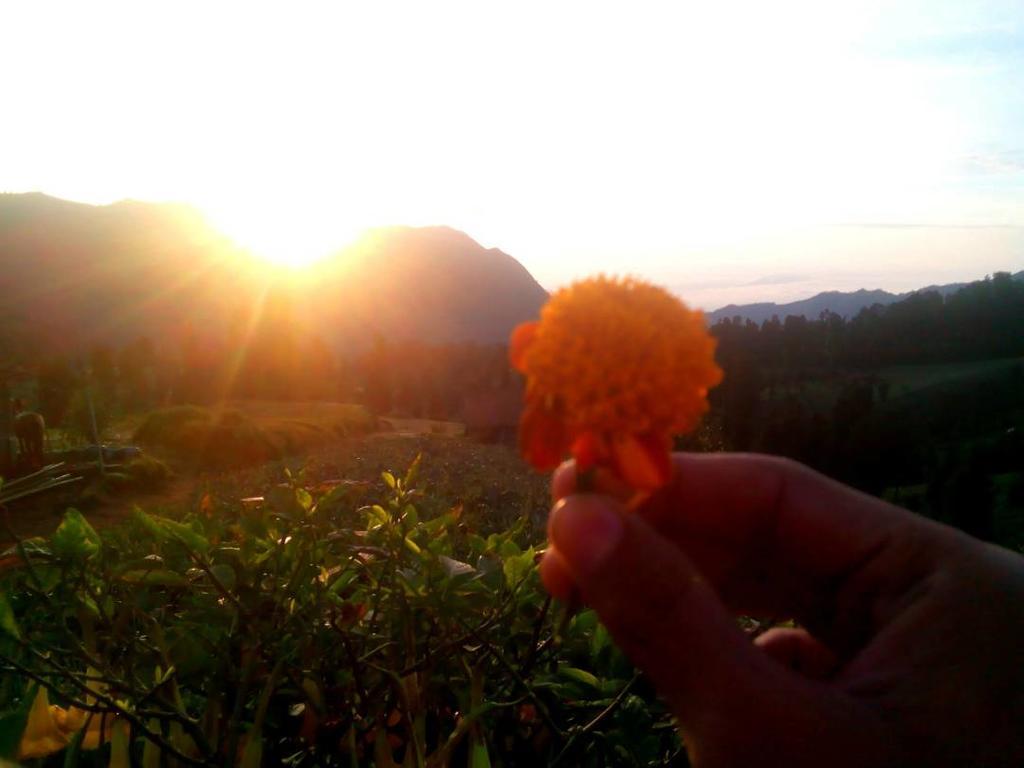 Bromo Otix Guest House Екстер'єр фото