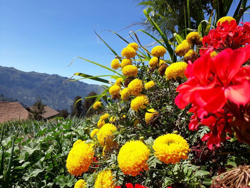 Bromo Otix Guest House Екстер'єр фото